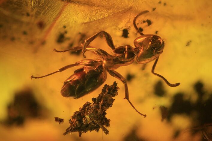 Detailed Fossil Ant (Formicidae) In Baltic Amber #84634